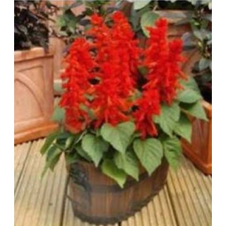 Salvia Blaze Of Fire (100 sem)