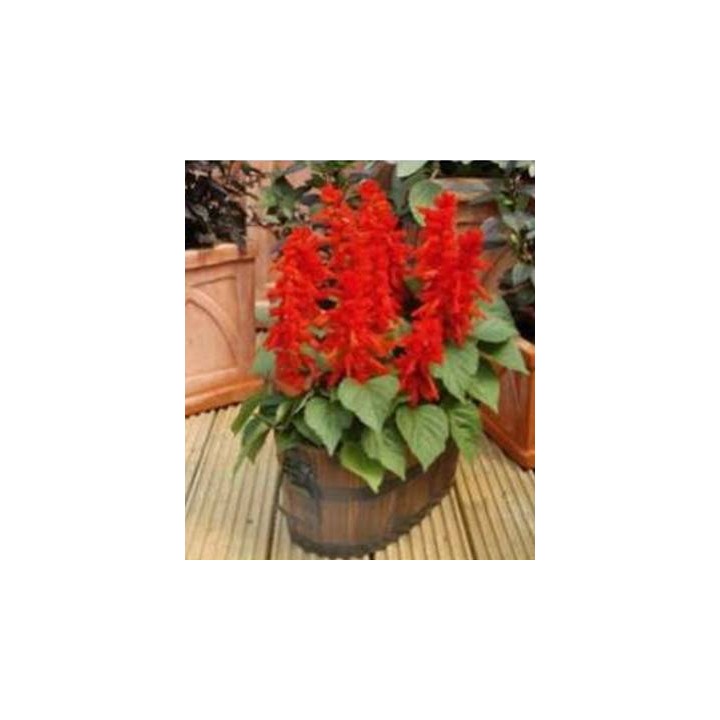 Salvia Blaze Of Fire (100 sem)