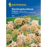 Seminte de scabiosa stellata