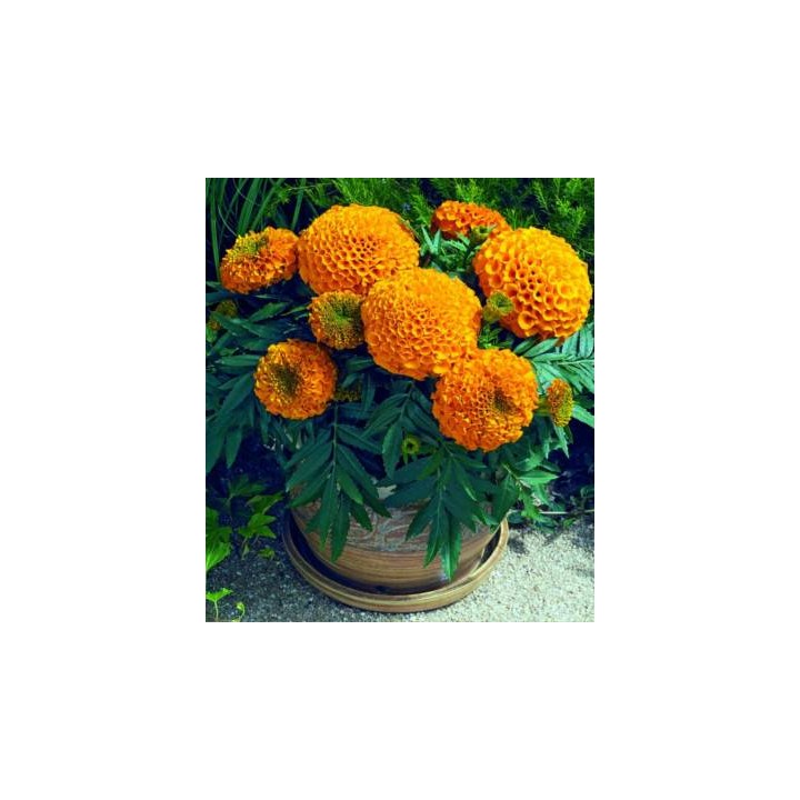 Craite Antiqua Orange 50 seminte