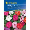 Impatiens Accent Mix