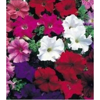 Petunia amestec culori, 1 g