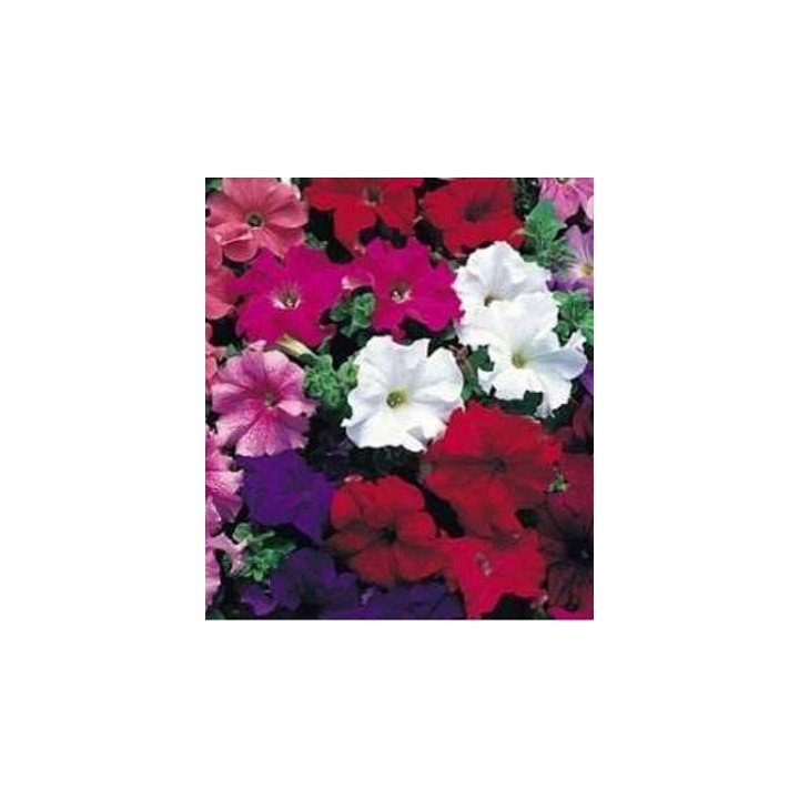 Petunia amestec culori, 1 g
