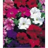Petunia amestec culori, 1 g