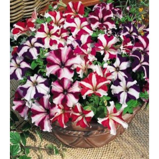 Petunia stelata mix (1 g)