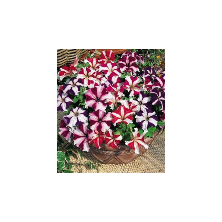 Petunia stelata mix (1 g)