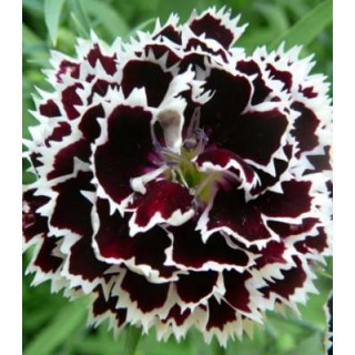 Garoafa negru cu alb (1 g)