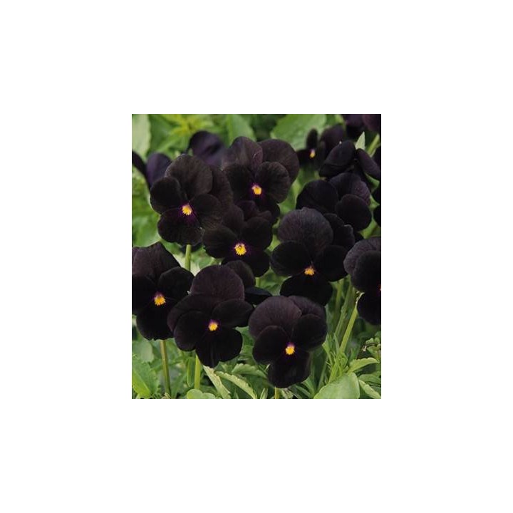 Viola neagra (1 g)