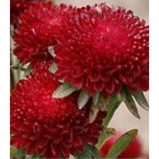 Ochiul boului Paeonia rosu (1 g)