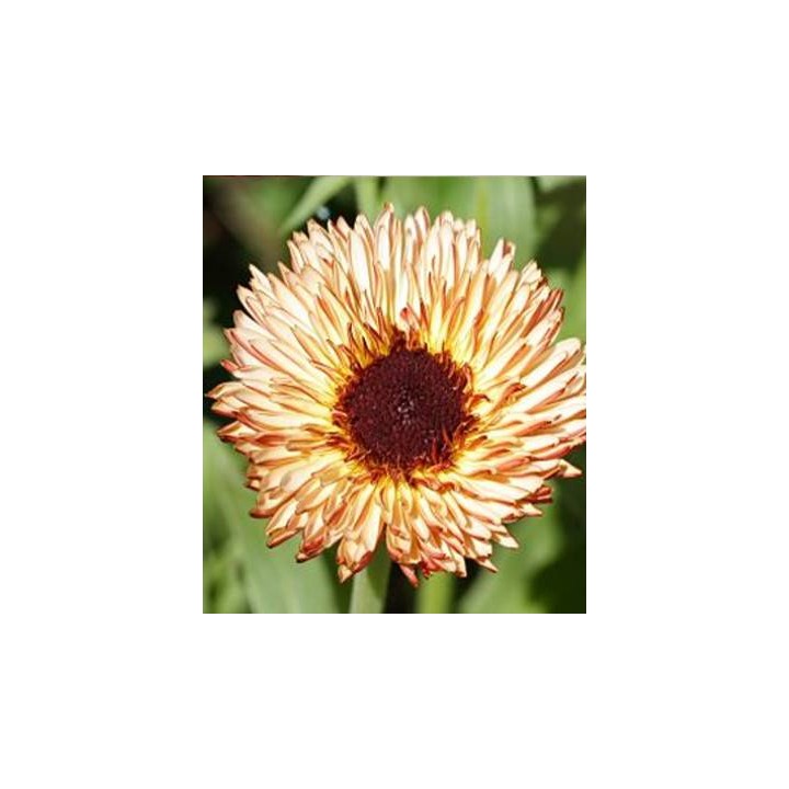 Calendula Sunset Buff, 75 seminte