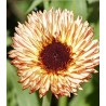 Calendula Sunset Buff, 75 seminte