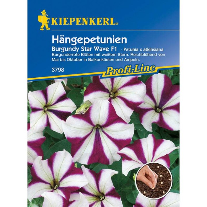 Petunia Burgundy Star Wave F1 (12 seminte)