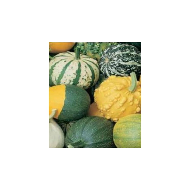 Seminte de Dovleac ornamental mix, 20 seminte