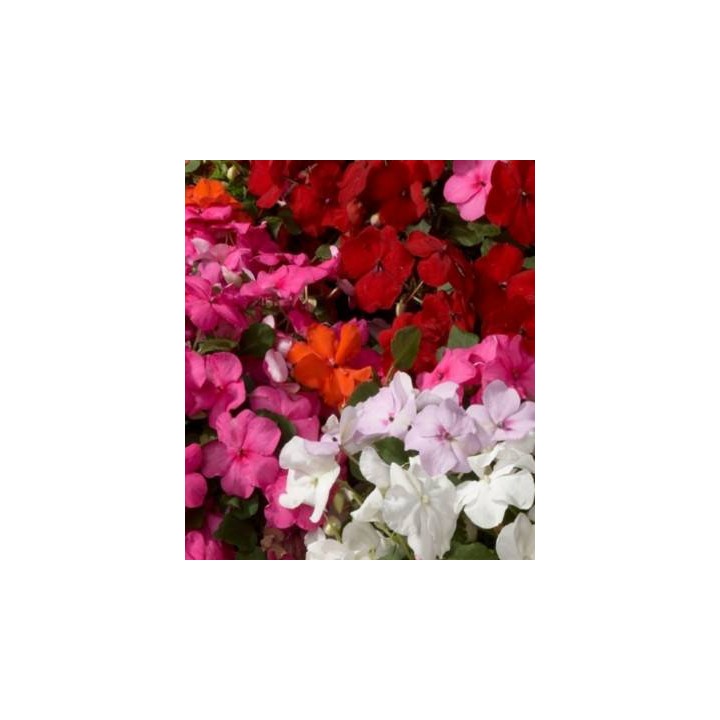 Seminte de flori Impatiens