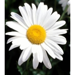 Seminte de flori Margarete perene