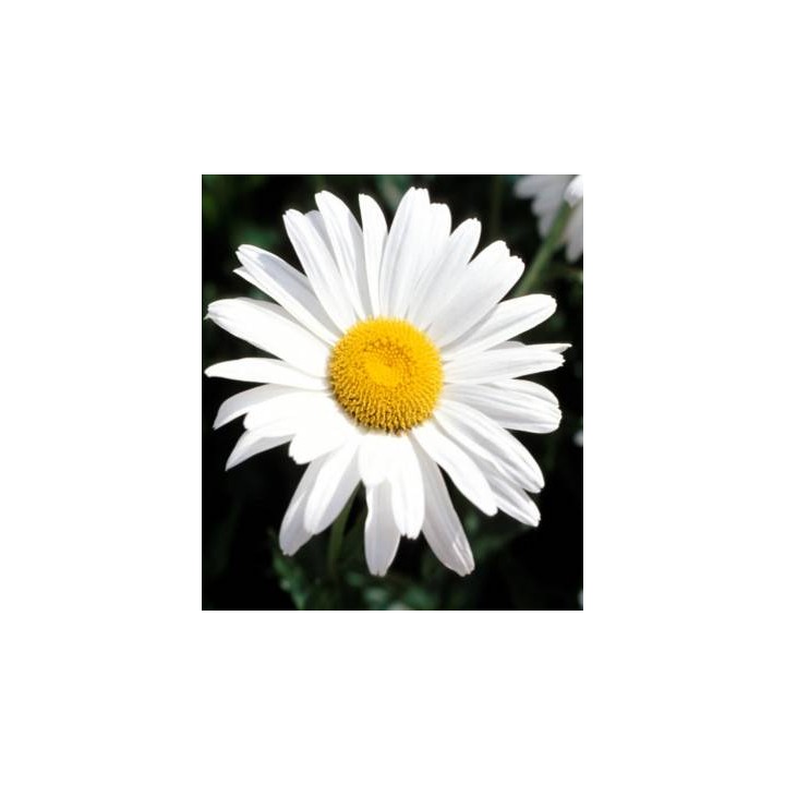 Seminte de flori Margarete perene
