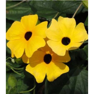 Seminte de flori Thunbergia galben