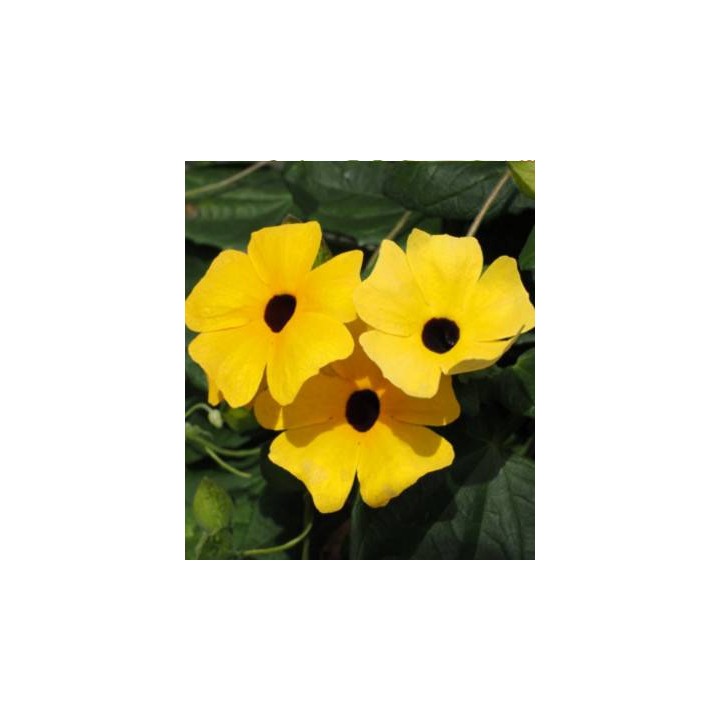 Seminte de flori Thunbergia galben