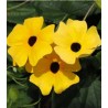 Seminte de flori Thunbergia galben