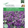 Seminte de flori Lobelia curgatoare
