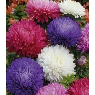 Ochiul boului Paeonia mix (1 g)