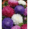 Ochiul boului Paeonia mix (1 g)