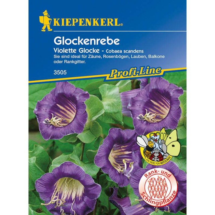 Cobaea Scandes Clopot Violet, 10 seminte