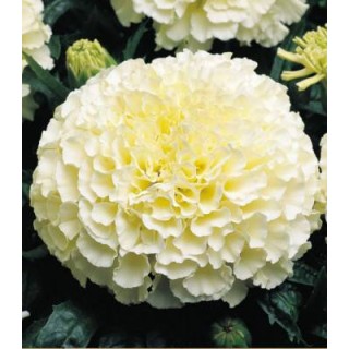 Craite albe Vanilla F1, 20 seminte