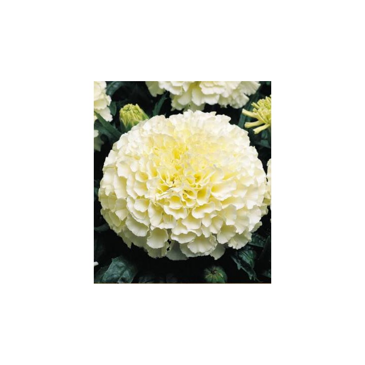 Craite albe Vanilla F1, 20 seminte