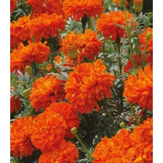 Seminte de craite (Margarete africane) Kees Orange