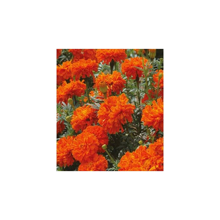 Seminte de craite (Margarete africane) Kees Orange