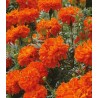 Seminte de craite (Margarete africane) Kees Orange