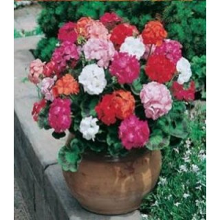 Muscate Mr.F Multiflora Mix F1, 10 seminte