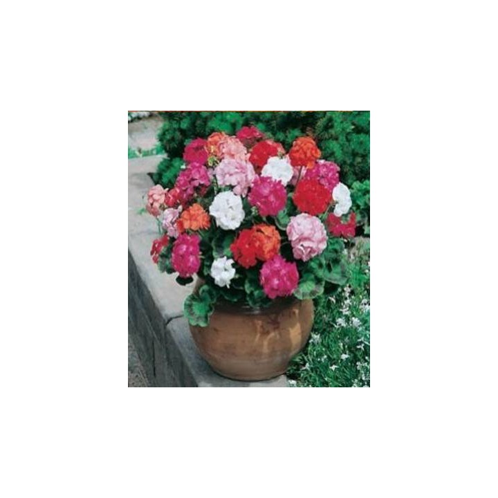 Muscate Mr.F Multiflora Mix F1, 10 seminte