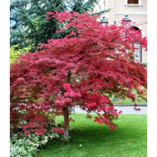 Seminte de artar japonez, acer palmatum, 20 sem