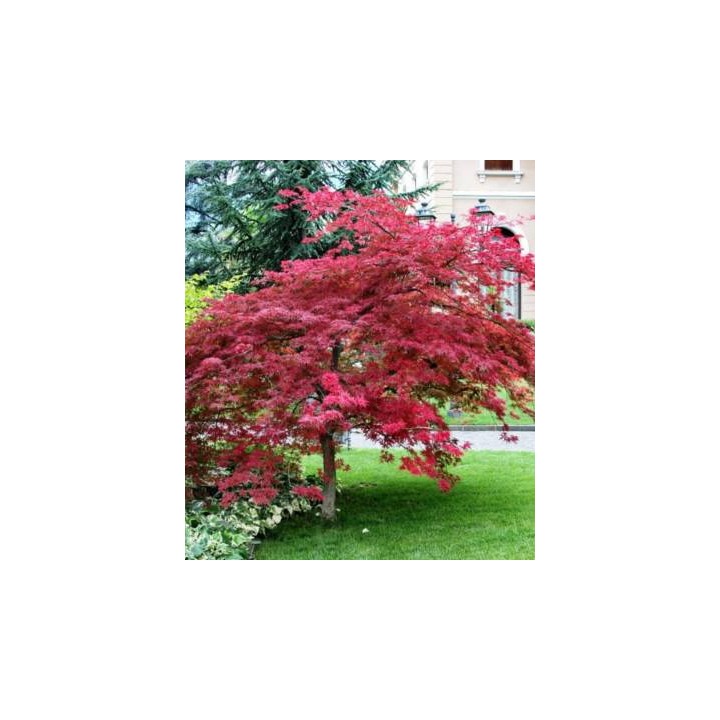 Seminte de artar japonez, acer palmatum, 20 sem