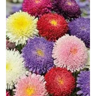 Ochiul boului Pompon mix, 1 gram