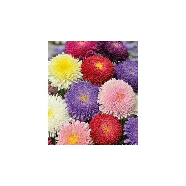 Ochiul boului Pompon mix, 1 gram