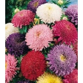 Ochiul boului Princess mix, 1 gram
