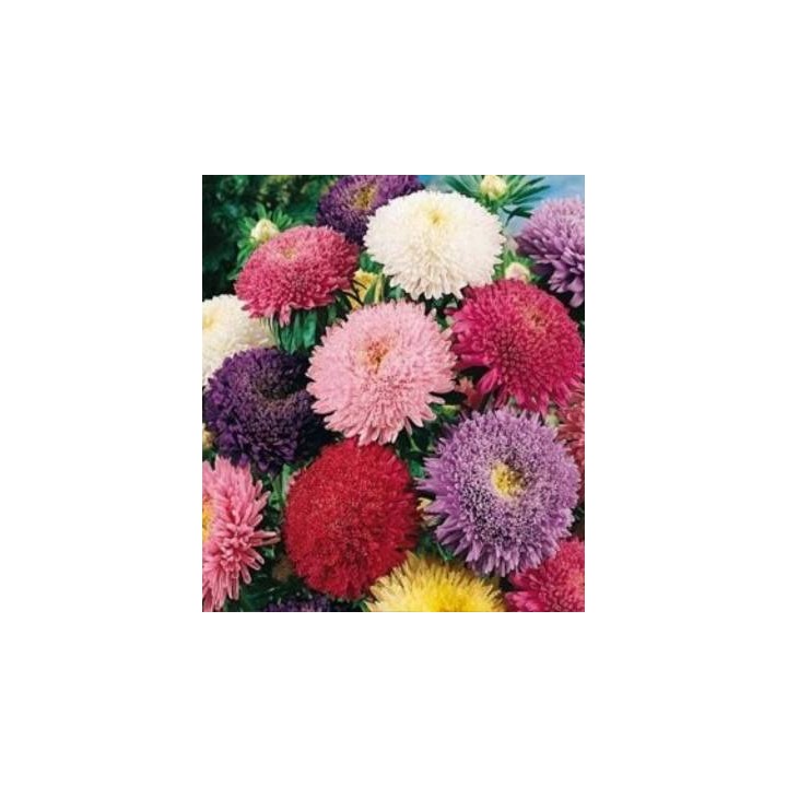 Ochiul boului Princess mix, 1 gram