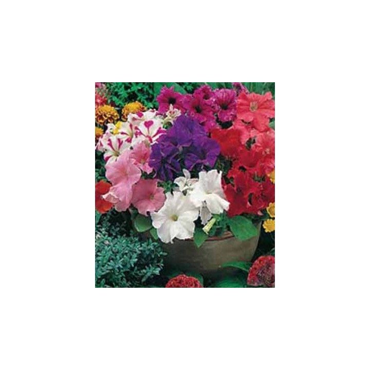 Petunia Grandiflora (1 g)