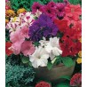 Petunia Grandiflora (1 g)