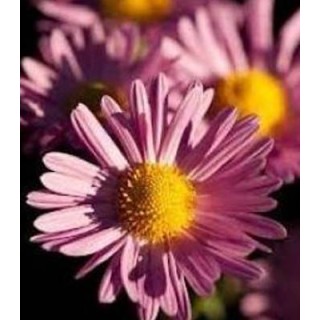 Chrysanthemum Korean Hybrids, 250 sem