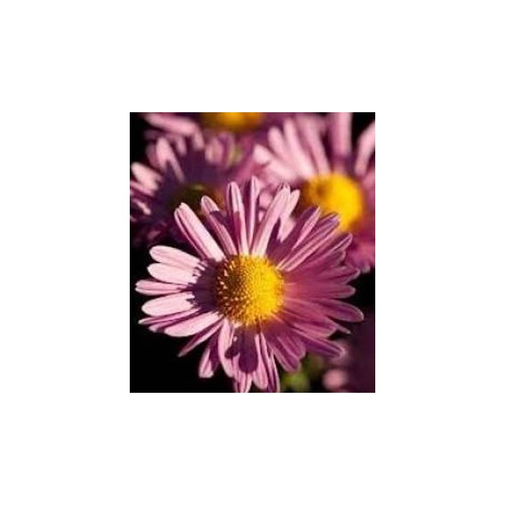 Chrysanthemum Korean Hybrids, 250 sem
