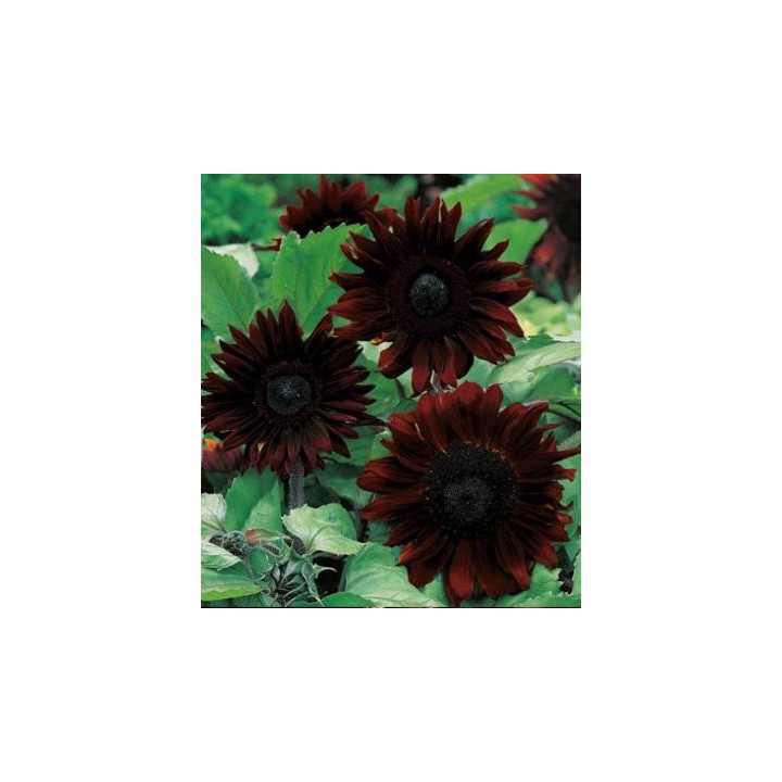 Seminte de floarea soarelui hibrid Black Magic