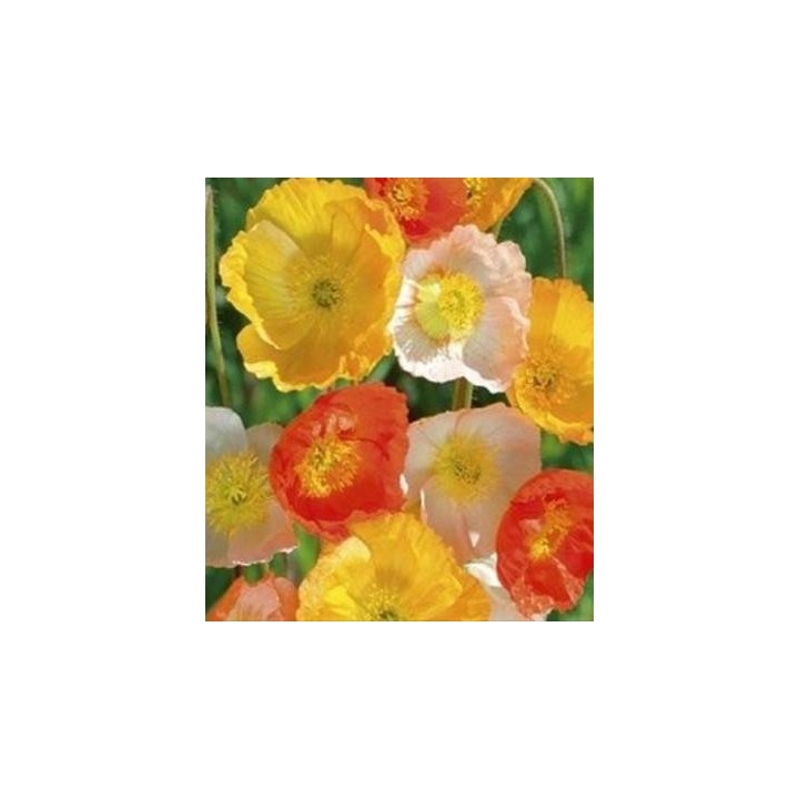Papaver Pastel Mix