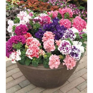 Petunia Duo Mixed F1 (75 Sem)