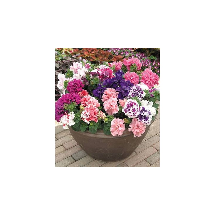 Petunia Duo Mixed F1 (75 Sem)