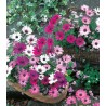 seminte de flori Margarete Daisy Mae Mixed