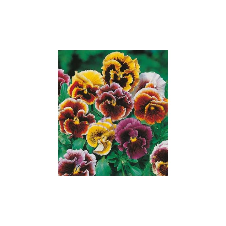 Panselute Frou Frou Mixed (75 sem)